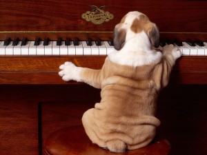 hond speelt piano